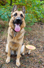 German shepherd female dog posing against the background of the autumn forest