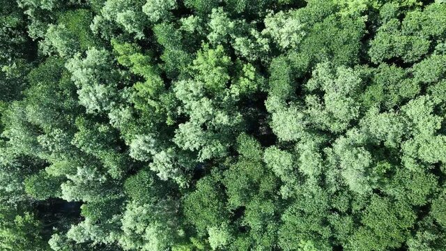 Mangrove Forest , natural sea defence, aerial drone birds eye zoom in,  with lush green foliage swaying in the wind.