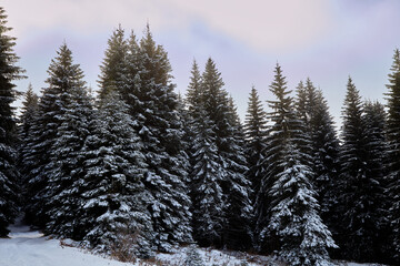 Strange mountain pine snowy forest