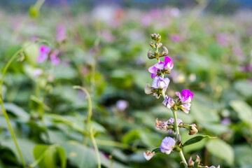 Close up shot of green beans buds and blooming pink and white flower inside the agriculture farm in Bangladesh