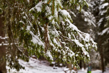 Green pine branch with snow in pine forest