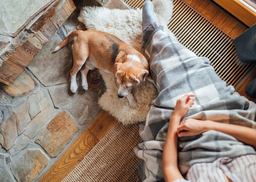 Young female sitting and dreaming in a comfortable chair in country house living room and her beagle dog lying near feet on the natural sheepskin. Home sweet home concept image.