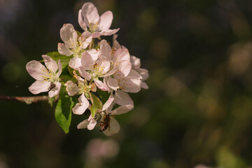 Blossom apple over nature background. Beautiful blooming apple tree branch at spring garden