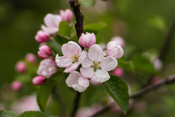 Fototapeta na wymiar Blossom apple over nature background. Beautiful blooming apple tree branch at spring garden
