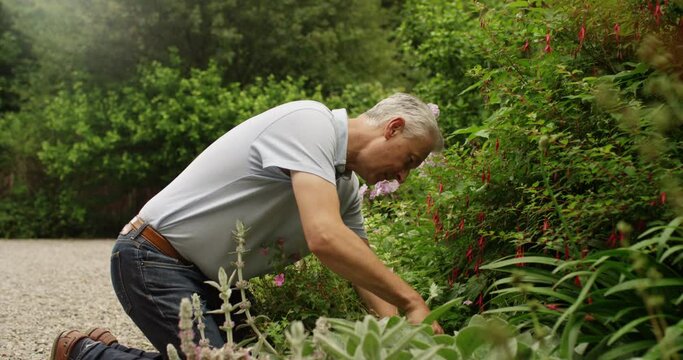 4k, Mature man working in an organic vegetable garden plot in the late afternoon