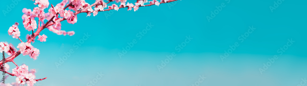 Poster spring background blossoming apricot tree branches with copy space banner