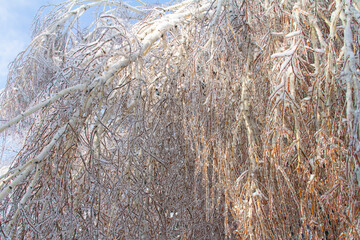 Frozen trees covered by ice after an ice storm. Winter landscape.