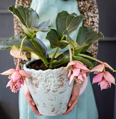 exotic flower in the pot