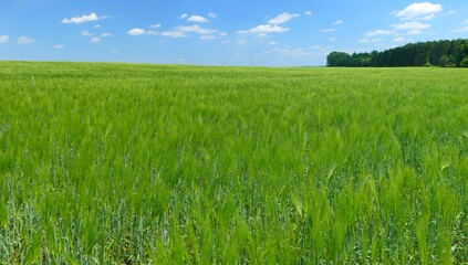 Obraz na płótnie Canvas Field of green barley on a sunny spring day. Field with grain, green plants.