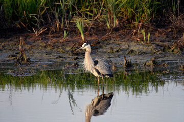 Great Blue Heron and its Reflection in the Shallows