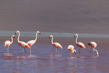 Flamingos in shallow salt lake in the Altiplano of southwest Bolivia, within Eduardo Avaroa Andean Fauna National Reserve and close to the border with Chile