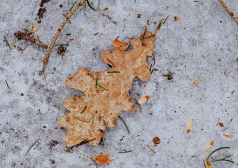 Eichenblatt im Schnee 