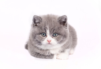 British bicolor kitten, grey and white cute cat
