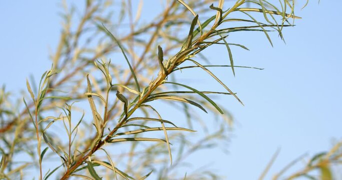 Salix eleagnos the bitter willow, olive willow on the Drava River