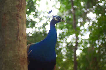 Obraz premium portrait of a peacock