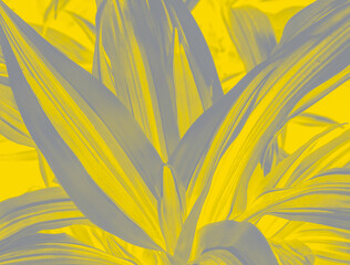 Fototapeta na wymiar Yucca leaves in the new trending colors of 2021. The colors of 2021 are luminous yellow and unmatched gray. Indoor plant wallpaper or background.