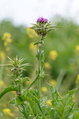 Snail on a thistle
