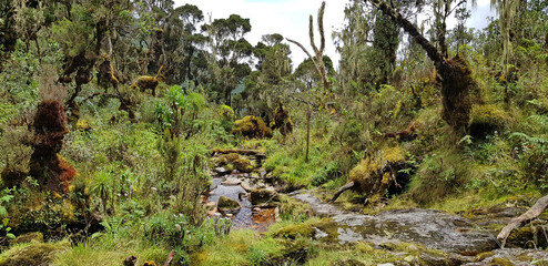 Mossy forest in Rwenzori Mountains National Park