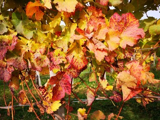 Weinberge der Südoststeiermark im Herbst - Klöch