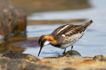 Male red-necked phalarope, Phalaropus lobatus, foraging for food in small lake near Arviat, Nunavut Canada