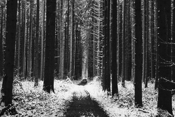 Waldspaziergang im Winter - monochrome 