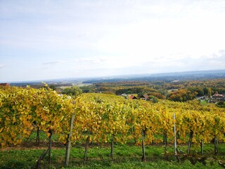 Naklejka premium Weinberge der Südoststeiermark im Herbst - Klöch