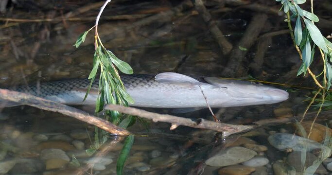 Dead fish is floating on the Drava river