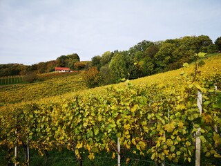 Fototapeta na wymiar Weinberge der Südoststeiermark im Herbst - Klöch