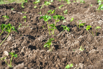 young parsley on the ground