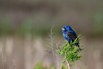 Blue Grosbeak in the Trees