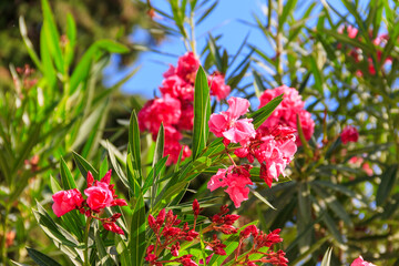 Blooming pink Nerium oleander in a garden