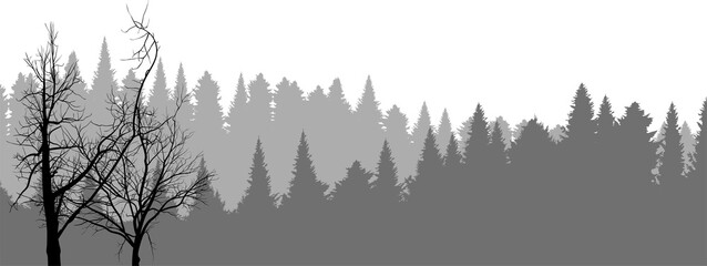 bare black trees in fron of grey fir forest