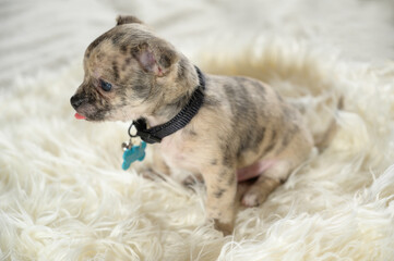 Small puppy with staring gaze rests on white blanket