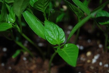 Leaves