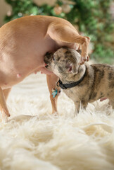 puppy drinks milk from his mother