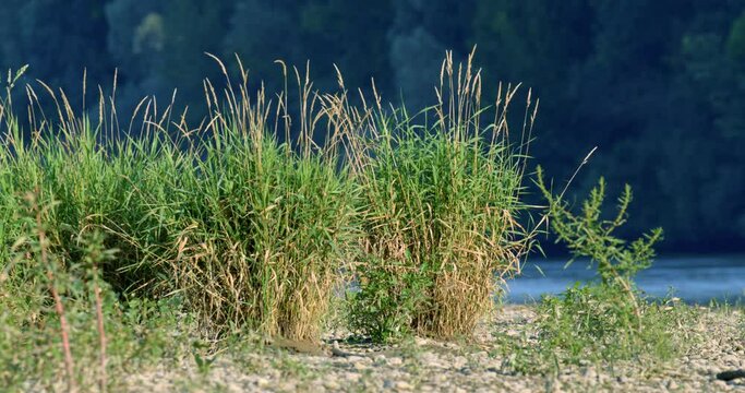 Pioneer vegetation on the Drava River bank with Persicaria hydropiper also known as water pepper