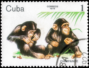 Postage stamp issued in the Cuba with the image of the Chimpanzee, Pan troglodytes. From the series...