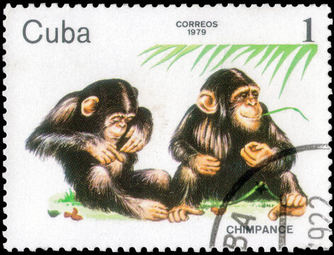 Postage stamp issued in the Cuba with the image of the Chimpanzee, Pan troglodytes. From the series on Zoo Animals, 1979