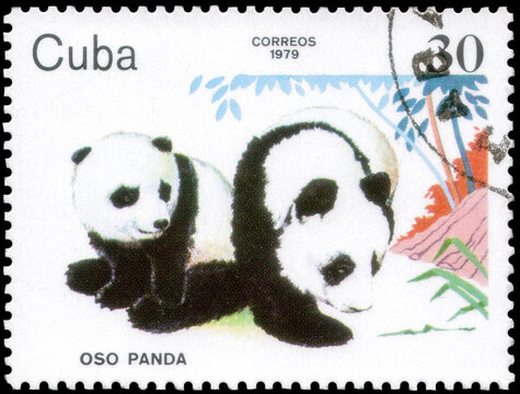 Postage stamp issued in the Cuba with the image of the Giant Panda, Ailuropoda melanoleuca. From the series on Zoo Animals,  1979
