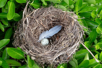 Nest with egg and feather in an hedge - 399343664