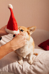 Pembroke Welsh Corgi on a sofa with a red Christmas cap on his head. Dog with a Santa Claus's hat