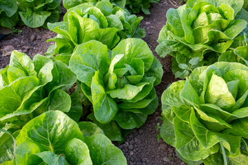 Green fresh lettuce field, agriculture concept photo.