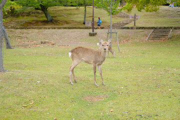 奈良県の鹿