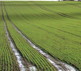 a bright green field with neat rows and lines of young crops  