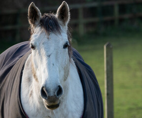 white horse in a winter jacket over-blanket looking straight in to camera