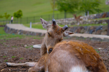 奈良県の鹿