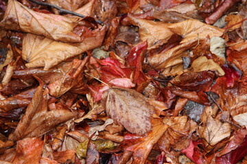 tapis de feuilles mortes en hiver