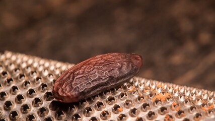 Tonka Beans on a dark background