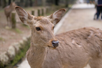 Naklejka na ściany i meble 奈良県の鹿