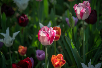 Flowers in full bloom and blossom in a myriad of color.